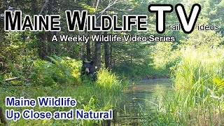 Maine Wildlife  Trail Cam  Up Close  Bear  Deer  Buck  Twin Fawns  Coyote wprey  Bittern [upl. by Sucrad748]