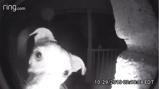 Dog Rings Doorbell After Getting Locked Out [upl. by Githens]