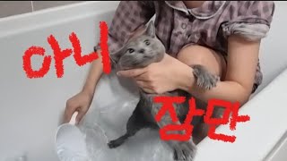 고양이 목욕 시키는 브이로그💦🐈‍⬛✨ [upl. by Cinimod]