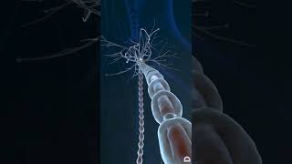 Neurone synapse in our brain 🧠biology neet aspirants science csirnet lifesciences growthbiology [upl. by Eberle]