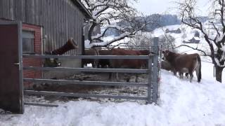 Aubrac Kühe im Schnee [upl. by Terag]