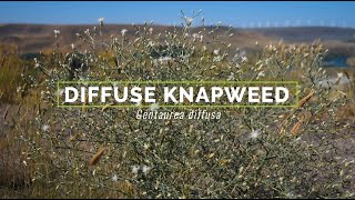 Diffuse Knapweed [upl. by Harrat475]