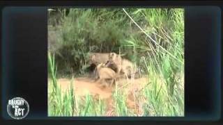 MalaMala  CITA  Leopard vs Lion fight [upl. by Mellitz]