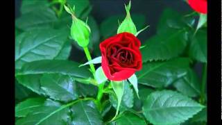 Blooming Red Rose Timelapse [upl. by Topping995]