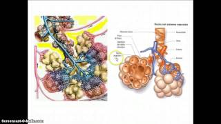 Apparato respiratorio [upl. by Sihun]