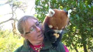 Conservation Connection Red Panda [upl. by Hearn]