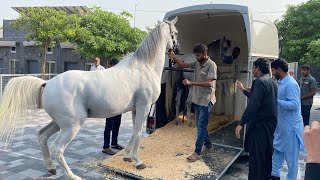 TM Stud Farm Arabian Horses Loading [upl. by Ettenor]