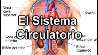 El Sistema Circulatorio  Documental de Biología [upl. by Towroy780]