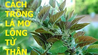 Cách trồng cây mơ lông trong thùng xốp từ thân đơn giản how to grow paederia lanuginosa [upl. by Buchbinder]