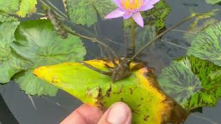 Nymphaea Key Largo  Nénuphar tropical à floraison bleue lavande [upl. by Bianchi612]