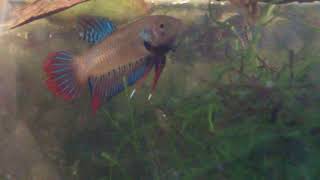 Wild Betta Imbellis vs Splendens [upl. by Kcirtap]