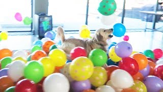 SURPRISING MY DOG WITH 200 BALLOONS HE FREAKS OUT [upl. by Kahler]