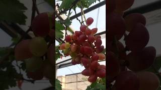 Pestisida Organik 🍇🍇 Berry Anggur menanamanggurdalampot berkebun menanamanggur pengangguran [upl. by Yerhpmuh]