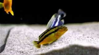 Malawi Cichlids Breeding  Close Up  Melanochromis Auratus [upl. by Eecyak]