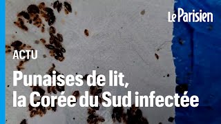 Les punaises de lit envahissent la Corée du Sud [upl. by Assena]