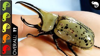 Western Hercules Beetle The Best Pet Insect [upl. by Brey]