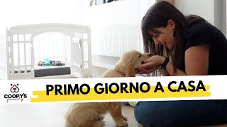 Arriva il cucciolo il primo giorno a casa [upl. by Xerxes]