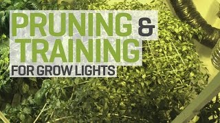 Pruning and Training Plants for Indoor Cultivation under HID Grow Lights [upl. by Turnheim270]