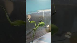 Hierodula Patellifera funny funnyvideo funnyshorts [upl. by Monique]