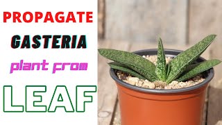 Gasteria  Propagate Gasteria Plant From Leaf  With Result Update [upl. by Evannia]