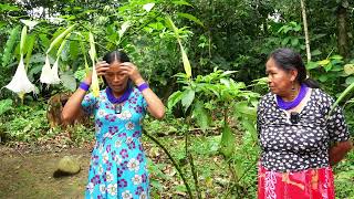 Bélgica Dahua  My Experience When I Drank Wanduk Brugmansia insignis [upl. by Millar]