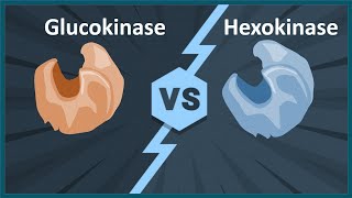 glucokinase vs hexokinase Biology quick bites [upl. by Ellmyer]