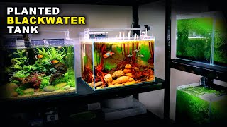 Aquascape Tutorial Glowlight Tetra amp Apistogramma Blackwater Aquarium how to planted tank guide [upl. by Lubin213]