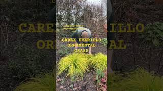 Ornamental Grass Carex “Everillo”WEBSHOP httpspergolanurseriesecwidcom [upl. by Nalim]