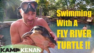 Swimming with a Fly River Turtle [upl. by Pate]