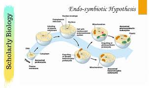 Endosymbiotic Hypothesis  Biology Class 11NEET [upl. by Wu]