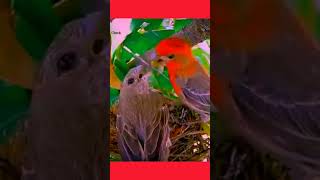 Finch Bird Tiny Colorful and Full of Lifeshortvideoshortsviralshortsfeedshorts [upl. by Weidner521]