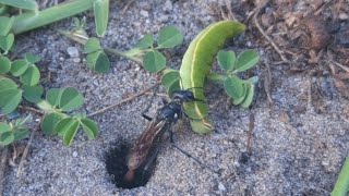 Thread Waisted Wasp Preps Burrow for Paralyzed Caterpillar [upl. by Nairrad851]