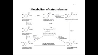 Metabolism of catecholamines x [upl. by Anirahc]