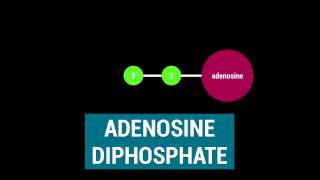 ATP  Adenosine Triphosphate [upl. by Nnyloj]