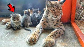 Wild Lynx from zoo adopts stray kittens and raises them as her own cubs [upl. by Marou]