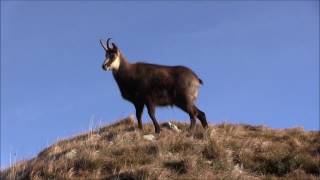 Rut du chamois  Htes Vosges  nov 2016 [upl. by Jepum]