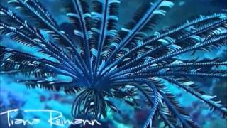 RARE FEATHER STAR SWIMMING [upl. by Eisus]