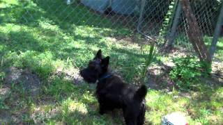 Rocky the Scottish Terrier barking [upl. by Auj231]