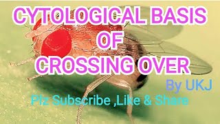 Cytological Basis Of Crossing Over  Genetics [upl. by Elleiand598]