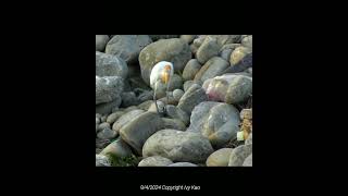 夜鷺 紅冠水雞 amp黃頭鷺Blackcrowned Night Heron Common Moorhen amp The eastern cattle egret [upl. by Keegan]