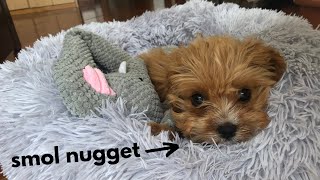 Cavapoo puppys first month home [upl. by Mortie]