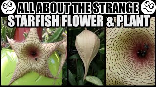 SPECTACULAR STARFISH BLOOMS FACTS amp CARE  Stapelia gigantea The Starfish Plant [upl. by Htabazile]