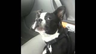 Boston Terrier Talks A LOT [upl. by Inatirb]