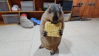 marmot eats instant noodles for the first time [upl. by Peale]