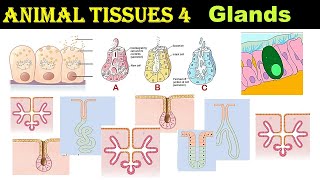 Glands amp its Classification  Merocrine  Apocrine  Holocrine  Animal Tissues  Part 4 [upl. by Eelir]