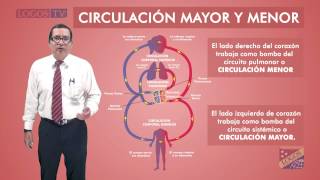 Circulación mayor y menor [upl. by Asiat]