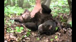 Dogs 101 The Boykin Spaniel [upl. by Nwahsiek]