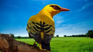 Bird sounds Golden oriole singing in the spring forest [upl. by Kamila]