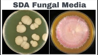 sabouraud dextrose agar sda composition principle anduses [upl. by Rotman]