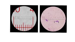 400484 Pre prac Tutorial hint video  graticule calibration [upl. by Aurelie]